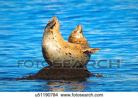 Harbor Seal View Large Photo Image Picture - Harbor Seal. Fotosearch