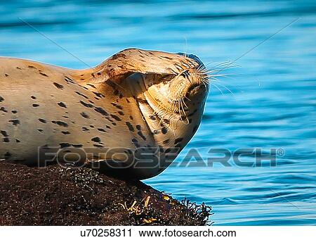 Harbor Seal View Large Photo Image Stock Image - Harbor Seal. Fotosearch