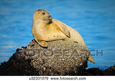 Harbor Seal View Large Photo Image Stock Photo - Harbor Seal. Fotosearch