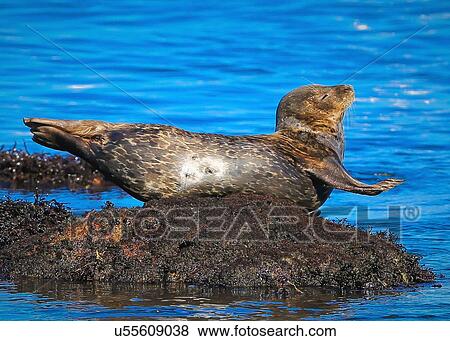 Harbor Seal View Large Photo Image Stock Photo - Harbor Seal. Fotosearch