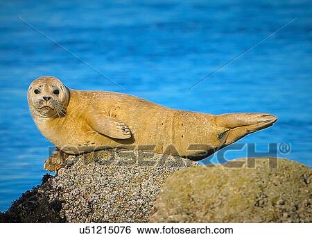 Stock Photograph - Harbor Seal. Fotosearch