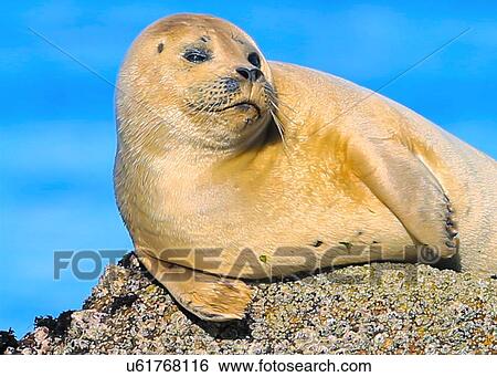 Harbor Seal View Large Photo Image Stock Photograph - Harbor Seal. Fotosearch