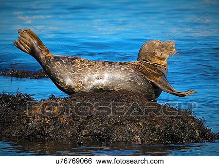 Harbor Seal View Large Photo Image Stock Photograph - Harbor Seal. Fotosearch
