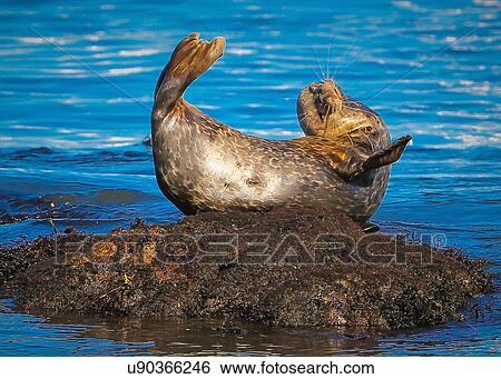Harbor Seal View Large Photo Image Stock Photograph - Harbor Seal. Fotosearch