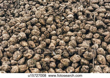 Stock Photo - Harvested sugar beet pile. Fotosearch