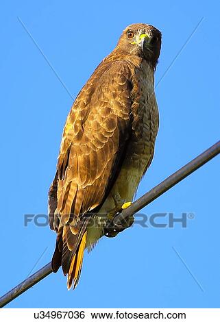 Stock Photograph - Hawk. Fotosearch