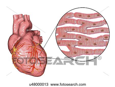Stock Image - Heart, computer illustration. The heart is a hollow sac (lower frame) of muscular tissue that pumps blood around the body. Small surface coronary blood vessels supply the heart muscle with blood. Four major blood vessels (upper frame) bring blood to.... Fotosearch