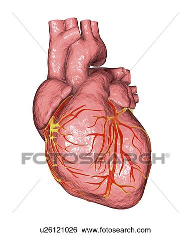 Heart, computer illustration. The heart is a hollow sac (lower frame) of muscular tissue that pumps blood around the body. Small surface coronary blood vessels supply the heart muscle with blood. Four major blood vessels (upper frame) bring blood to... View Large Photo Image Stock Photograph - Heart, computer illustration. The heart is a hollow sac (lower frame) of muscular tissue that pumps blood around the body. Small surface coronary blood vessels supply the heart muscle with blood. Four major blood vessels (upper frame) bring blood to.... Fotosearch