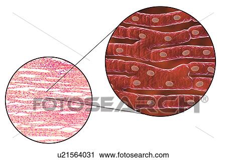 Heart muscle structure, computer illustration and light micrograph. Heart muscle is composed of spindle-shaped cells grouped in irregular bundles. Boundaries between individual cells are faintly visible here. Each cell contains one nucleus, visible as... View Large Photo Image Stock Image - Heart muscle structure, computer illustration and light micrograph. Heart muscle is composed of spindle-shaped cells grouped in irregular bundles. Boundaries between individual cells are faintly visible here. Each cell contains one nucleus, visible as.... Fotosearch