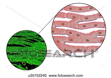 Stock Image - Heart muscle structure, computer illustration and light micrograph. Heart muscle is composed of spindle-shaped cells grouped in irregular bundles. Boundaries between individual cells are faintly visible here. Each cell contains one nucleus, visible as.... Fotosearch