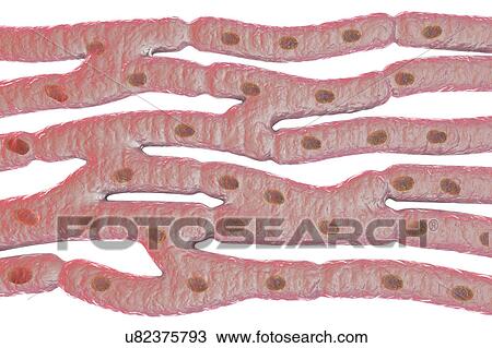 Stock Image - Heart muscle structure, computer illustration. Heart muscle is composed of spindle-shaped cells grouped in irregular bundles. Boundaries between individual cells are faintly visible here. Each cell contains one nucleus, visible as a dark stained spot..... Fotosearch