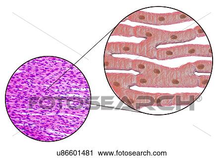Heart muscle structure, computer illustration and light micrograph. Heart muscle is composed of spindle-shaped cells grouped in irregular bundles. Boundaries between individual cells are faintly visible here. Each cell contains one nucleus, visible as... View Large Photo Image Stock Image - Heart muscle structure, computer illustration and light micrograph. Heart muscle is composed of spindle-shaped cells grouped in irregular bundles. Boundaries between individual cells are faintly visible here. Each cell contains one nucleus, visible as.... Fotosearch