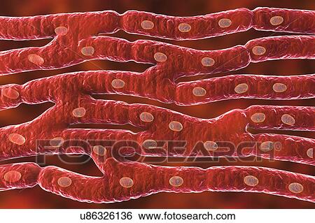 Stock Photograph - Heart muscle structure, computer illustration. Heart muscle is composed of spindle-shaped cells grouped in irregular bundles. Boundaries between individual cells are faintly visible here. Each cell contains one nucleus, visible as a dark stained spot..... Fotosearch