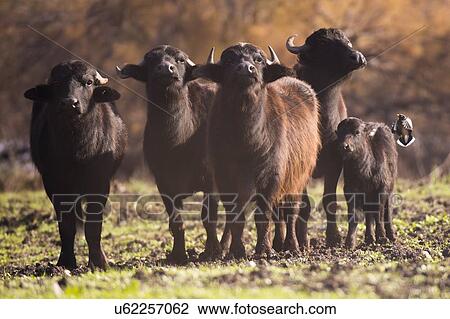 Herd of wild water buffaloes (Bubalus bubalis). Photographed in Ein Afek nature reserve, Israel. View Large Photo Image Stock Image - Herd of wild water buffaloes (Bubalus bubalis). Photographed in Ein Afek nature reserve, Israel.. Fotosearch