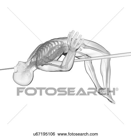High jumper's skeletal system, illustration. View Large Photo Image Stock Photograph - High jumper's skeletal system, illustration.. Fotosearch