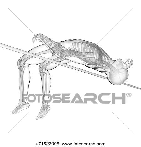 Stock Photography - High jumper's skeletal system, illustration.. Fotosearch