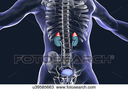 Stock Image - Human adrenal glands, illustration. Fotosearch