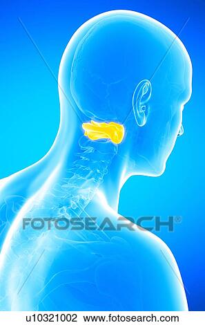 Stock Image - Human atlas vertebra, illustration.. Fotosearch