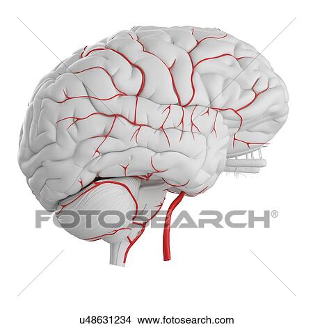 Picture - Human brain arteries, illustration.. Fotosearch