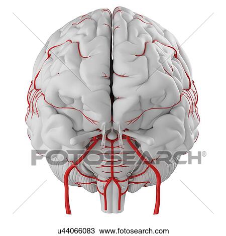 Stock Image - Human brain arteries, illustration.. Fotosearch