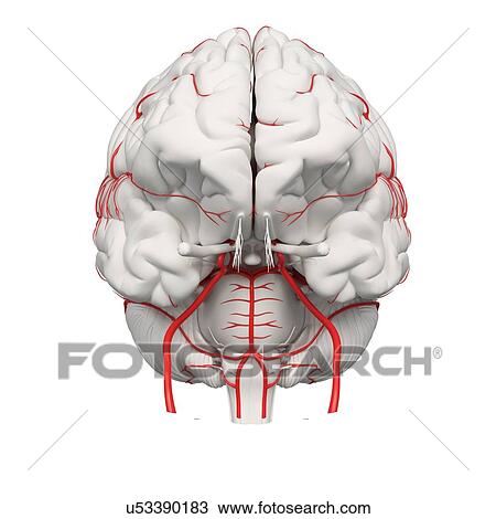 Stock Image - Human brain arteries, illustration.. Fotosearch