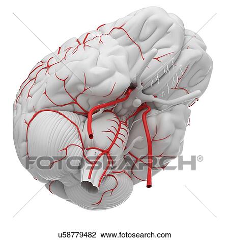 Stock Image - Human brain arteries, illustration.. Fotosearch