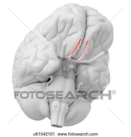 Human brain olfactory nerve, illustration. View Large Photo Image Stock Image - Human brain olfactory nerve, illustration.. Fotosearch