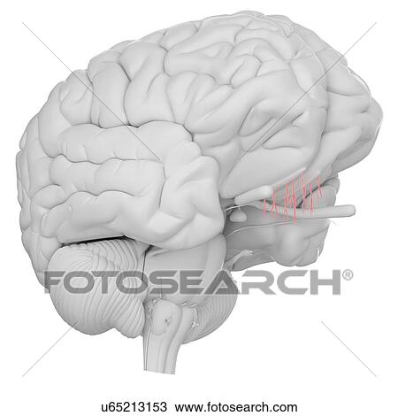 Stock Image - Human brain olfactory nerve, illustration.. Fotosearch
