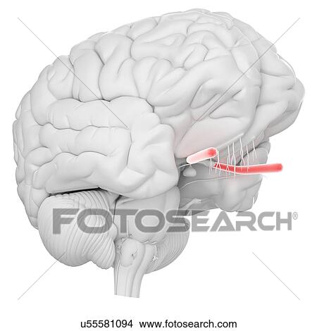 Human brain optic nerve, illustration. View Large Photo Image Picture - Human brain optic nerve, illustration.. Fotosearch