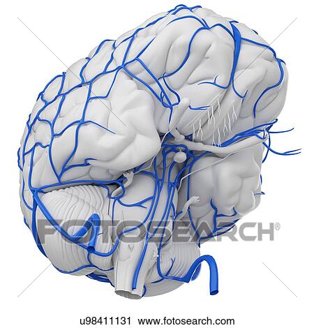 Human brain veins, illustration. View Large Photo Image Stock Image - Human brain veins, illustration.. Fotosearch
