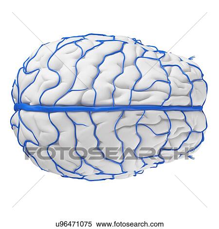 Human brain veins, illustration. View Large Photo Image Stock Photography - Human brain veins, illustration.. Fotosearch