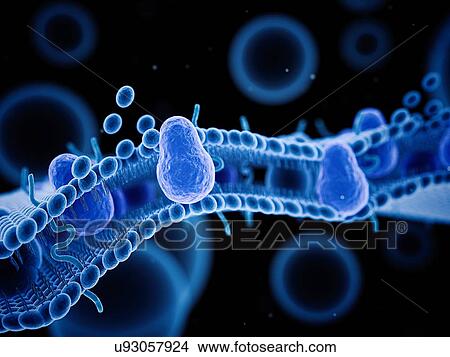 Human cell membrane, illustration. View Large Photo Image Picture - Human cell membrane, illustration.. Fotosearch