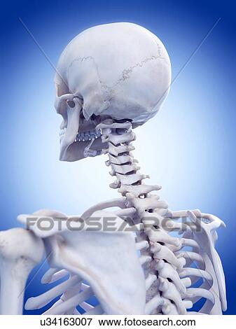 Human cervical spine, illustration. View Large Photo Image Stock Photo - Human cervical spine, illustration.. Fotosearch