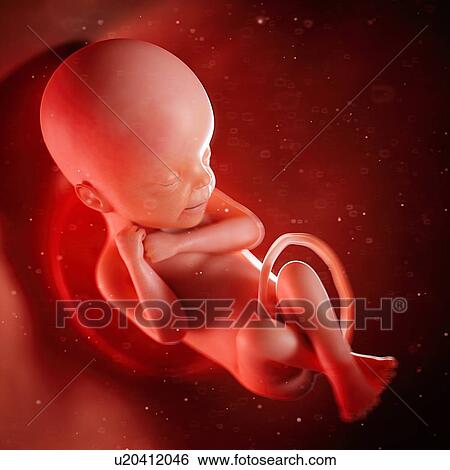 Stock Photograph - Human fetus at 24 weeks, illustration.. Fotosearch