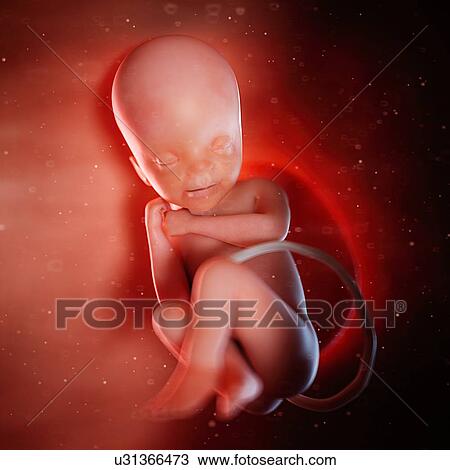 Stock Image - Human fetus at week 24, illustration.. Fotosearch