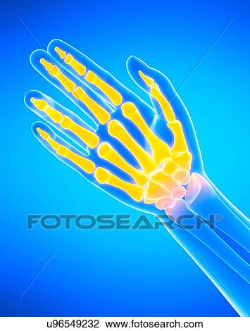 Human hand bones, illustration. View Large Photo Image Stock Image - Human hand bones, illustration.. Fotosearch