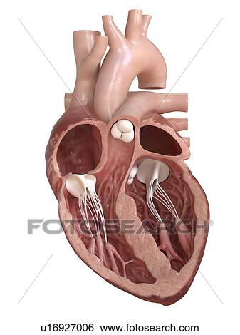 Stock Photograph - Human heart cross section, illustration.. Fotosearch