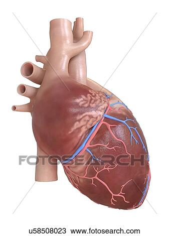 Stock Image - Human heart, illustration.. Fotosearch