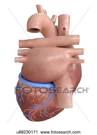 Human heart rear view, illustration. View Large Photo Image Stock Image - Human heart rear view, illustration.. Fotosearch