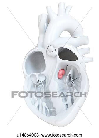 Human heart showing the aortic valve, cross section illustration. View Large Photo Image Stock Image - Human heart showing the aortic valve, cross section illustration.. Fotosearch