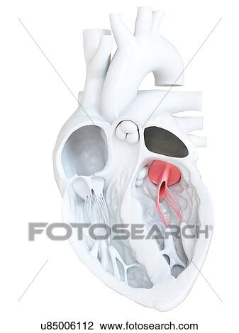 Human heart showing the bicuspid valve, illustration. View Large Photo Image Stock Image - Human heart showing the bicuspid valve, illustration.. Fotosearch