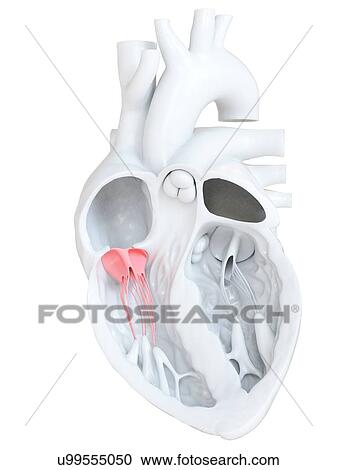 Stock Image - Human heart showing the tricuspid valve, cross section illustration.. Fotosearch