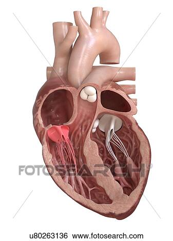 Human heart showing the tricuspid valve, cross section illustration. View Large Photo Image Stock Photograph - Human heart showing the tricuspid valve, cross section illustration.. Fotosearch