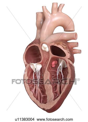 Human heart showing the valves, cross section illustration. View Large Photo Image Picture - Human heart showing the valves, cross section illustration.. Fotosearch