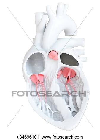 Human heart showing the valves, cross section illustration. View Large Photo Image Stock Image - Human heart showing the valves, cross section illustration.. Fotosearch