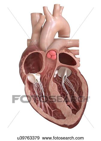 Stock Photo - Human heart showing the valves, cross section illustration.. Fotosearch