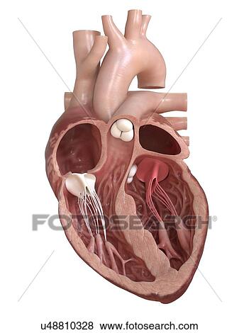 Stock Photo - Human heart showing the valves, cross section illustration.. Fotosearch