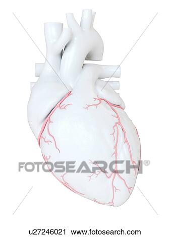 Human heart with coronary arteries, illustration. View Large Photo Image Stock Image - Human heart with coronary arteries, illustration.. Fotosearch