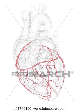 Human heart with coronary arteries, illustration. View Large Photo Image Stock Image - Human heart with coronary arteries, illustration.. Fotosearch