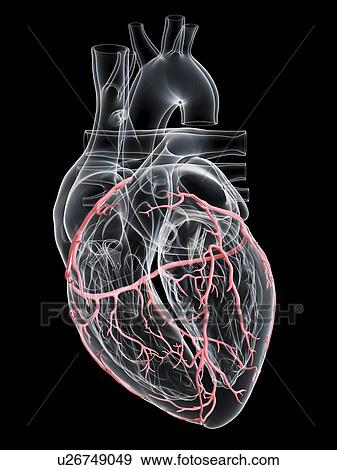 Stock Photo - Human heart with coronary arteries, illustration.. Fotosearch